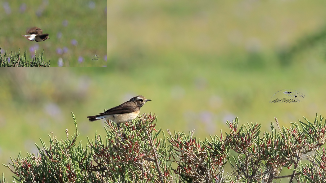 Kıbrıs kuyrukkakanı