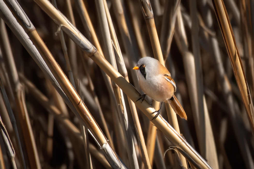Bıyıklı baştankara