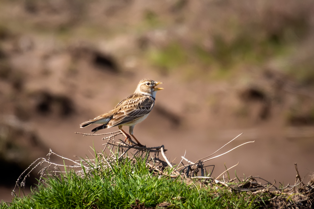 Küçük boğmaklı toygar