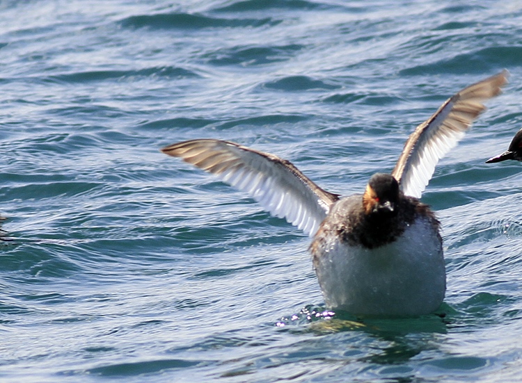 Karaboyunlu batağan