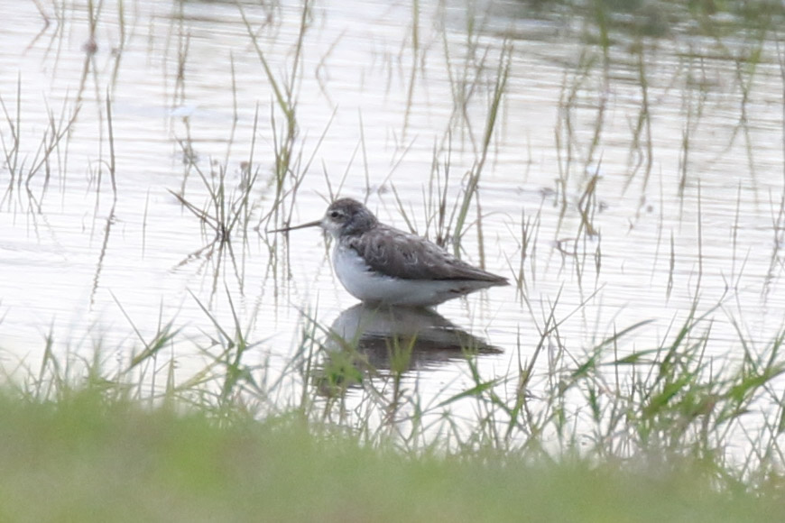Bataklık düdükçünü