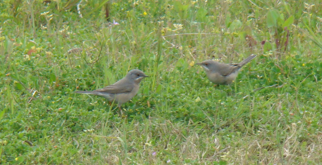 Bıyıklı ötleğen