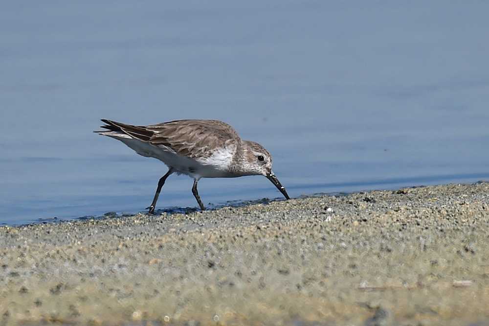 Karakarınlı kumkuşu
