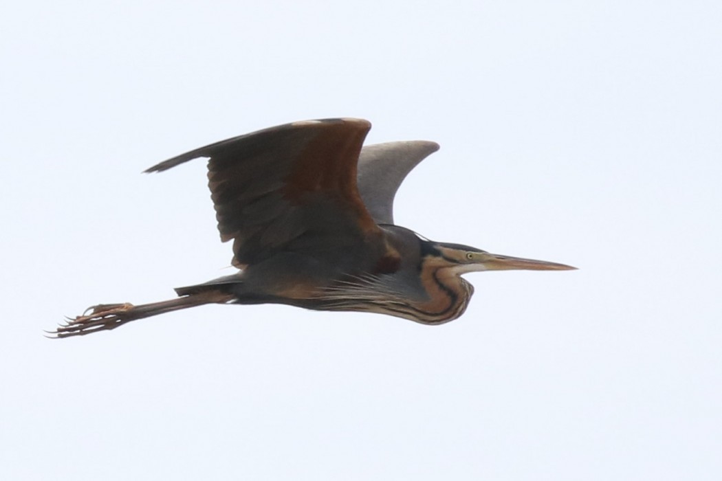 Erguvani balıkçıl