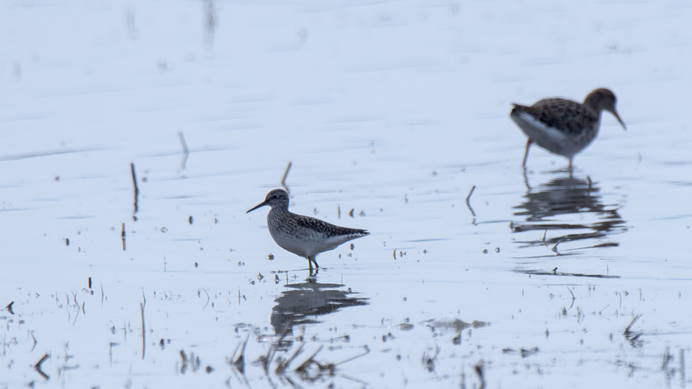 Orman düdükçünü