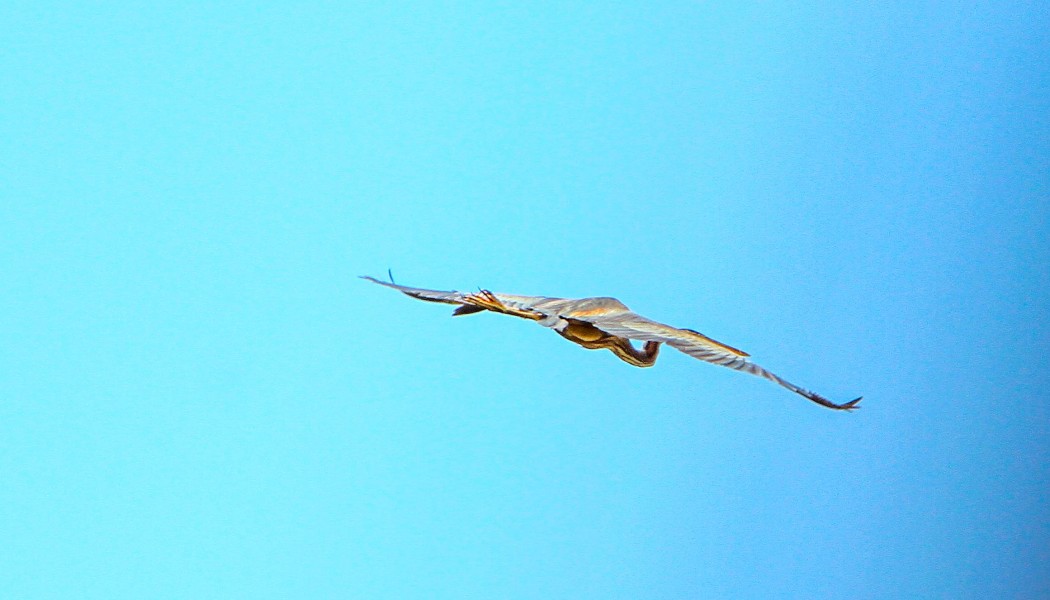 Erguvani balıkçıl