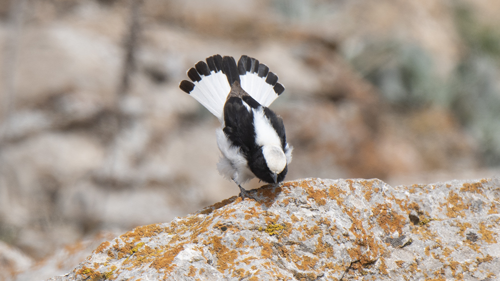 Aksırtlı kuyrukkakan