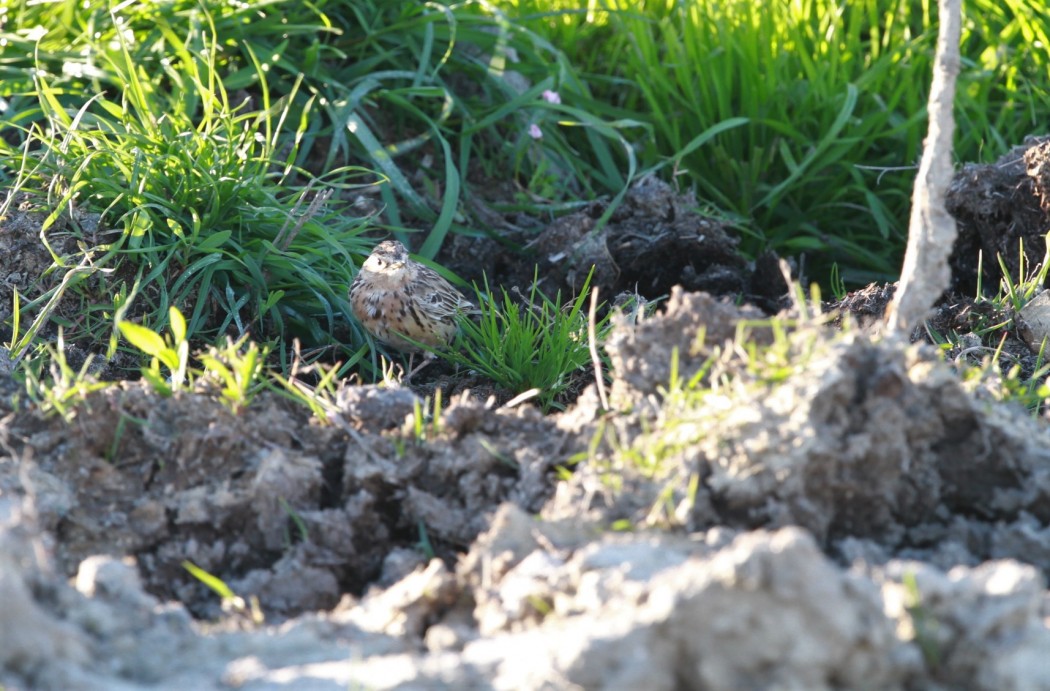 Kızılgerdanlı incirkuşu