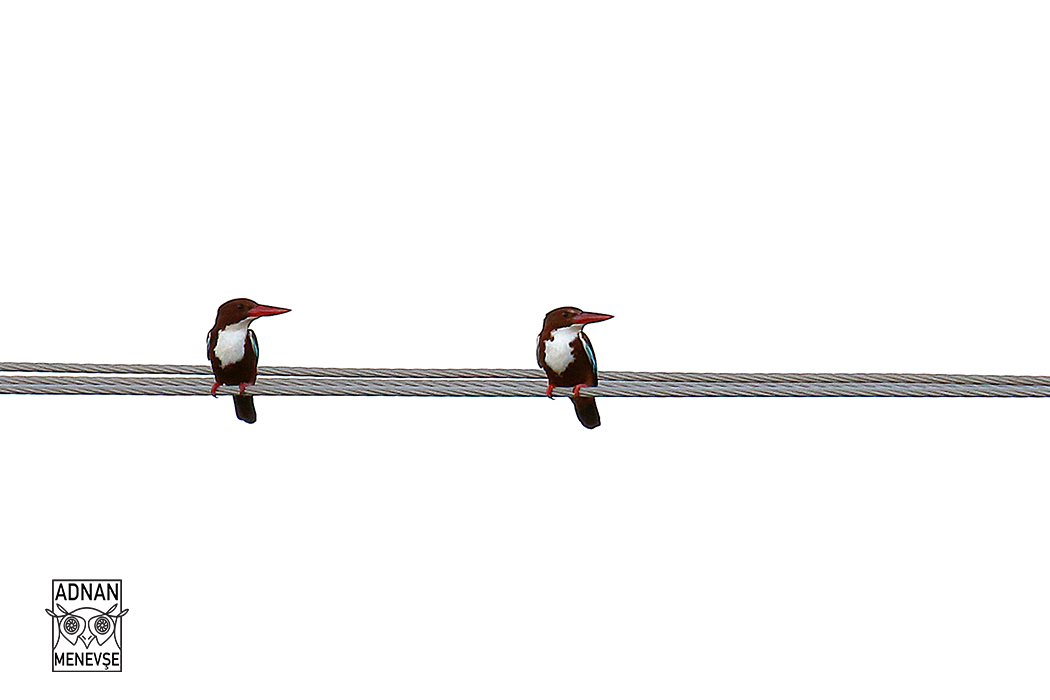 İzmir yalıçapkını