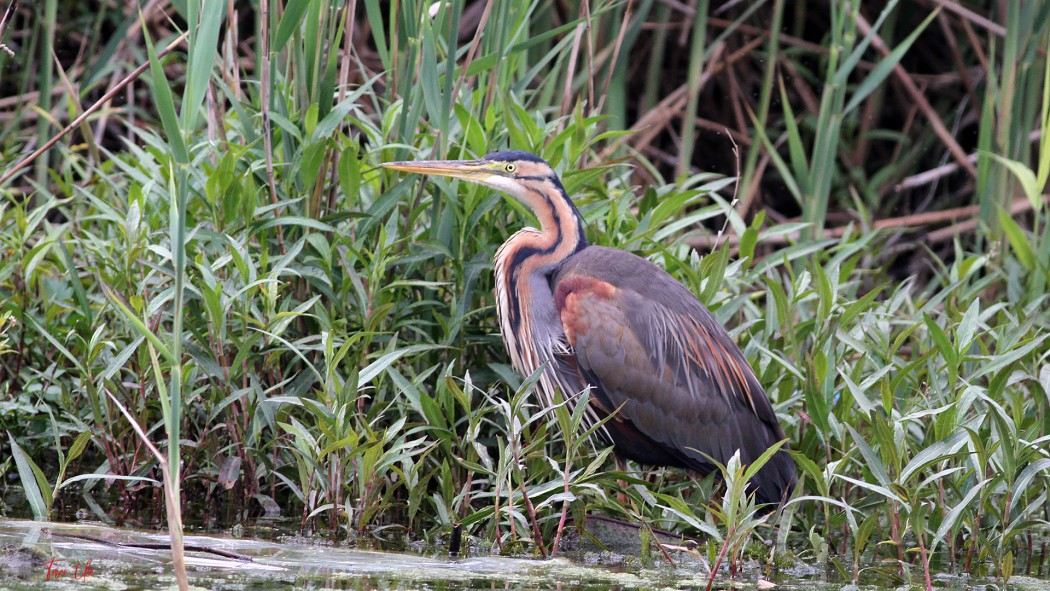 Erguvani balıkçıl
