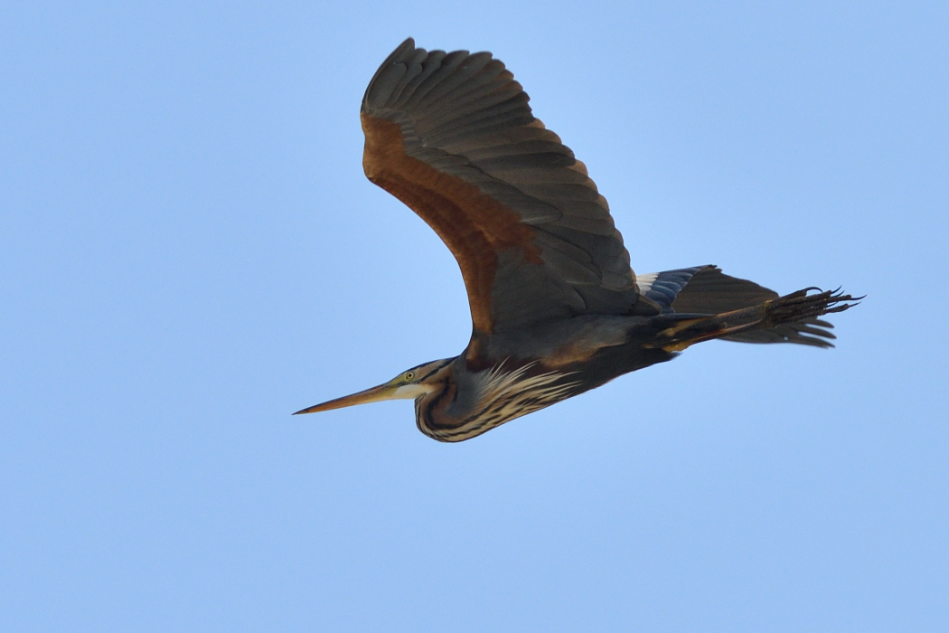 Erguvani balıkçıl