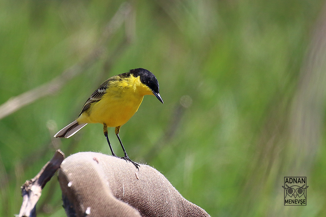 Sarı kuyruksallayan