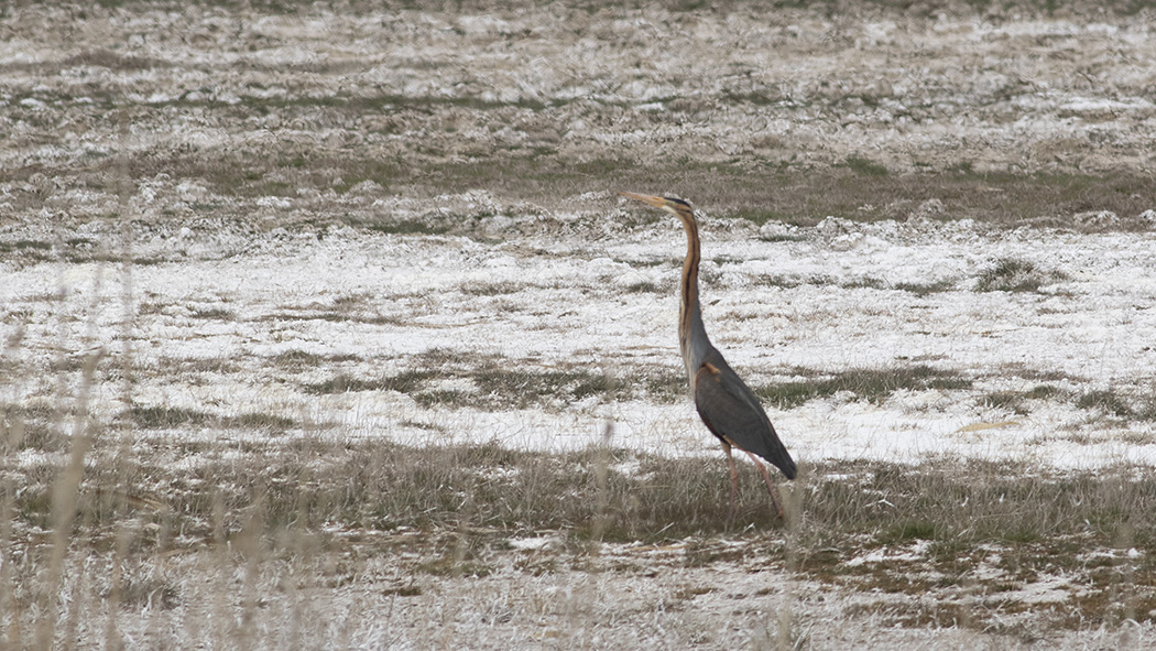 Erguvani balıkçıl