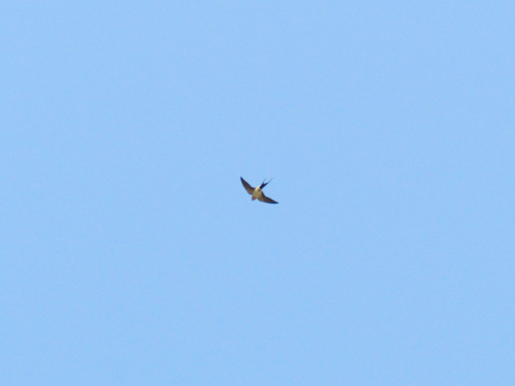 Kızıl kırlangıç