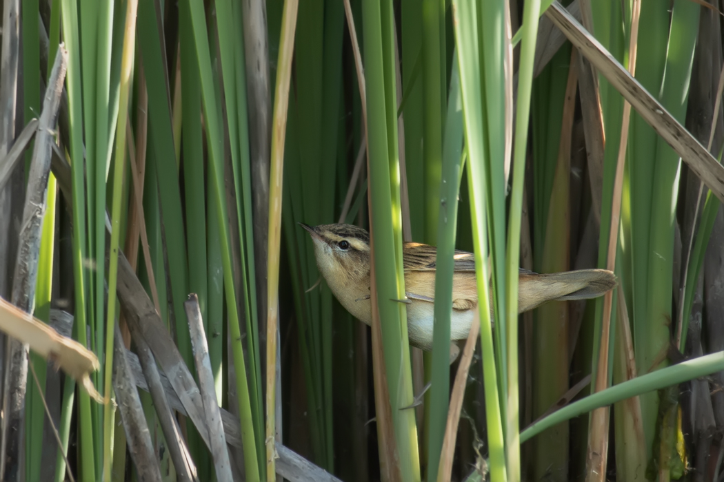 Kındıra kamışçını