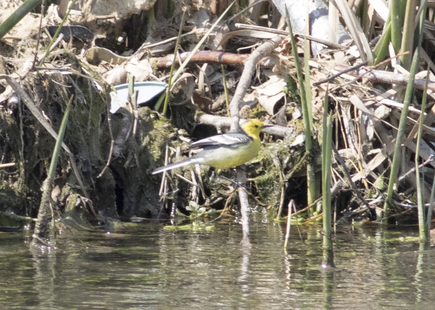 Sarıbaşlı kuyruksallayan