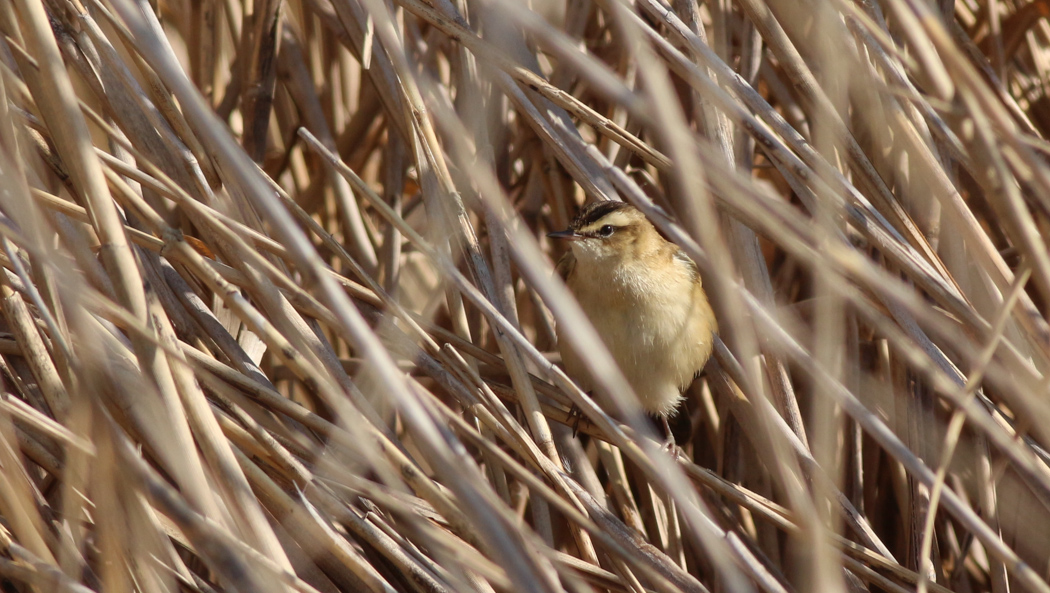 Kındıra kamışçını