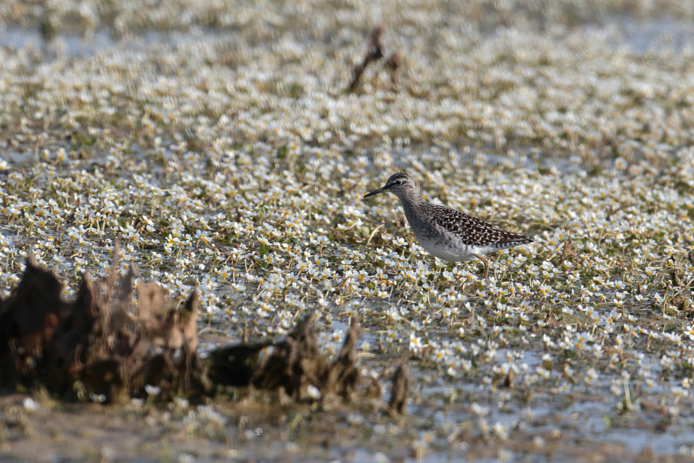 Orman düdükçünü