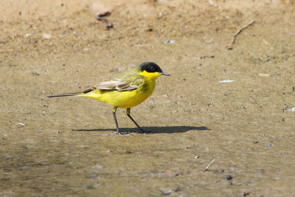 Sarı kuyruksallayan