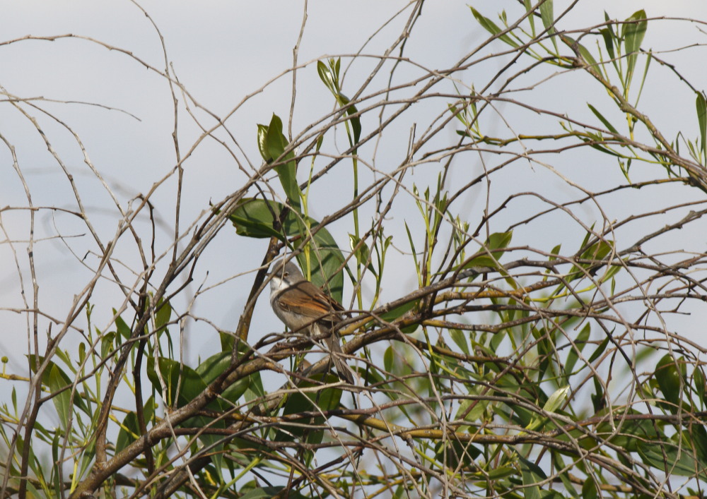 Akgerdanlı ötleğen