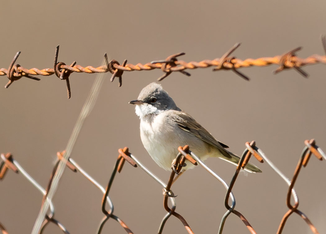 Akgerdanlı ötleğen