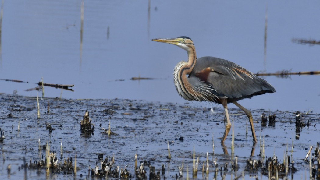 Erguvani balıkçıl