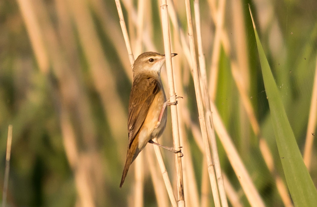 Büyük kamışçın