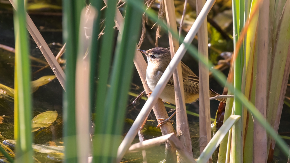 Kındıra kamışçını