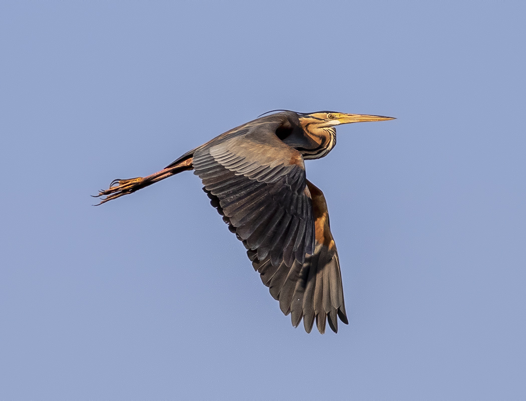 Erguvani balıkçıl