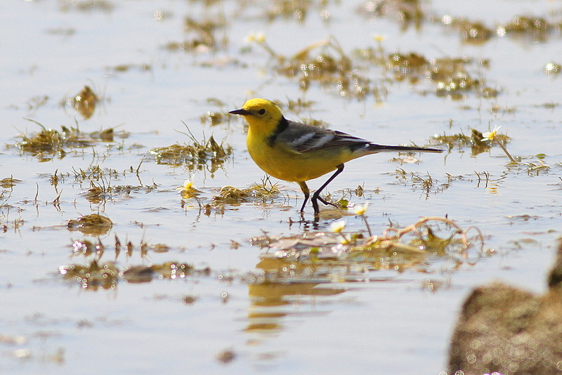 Sarıbaşlı kuyruksallayan