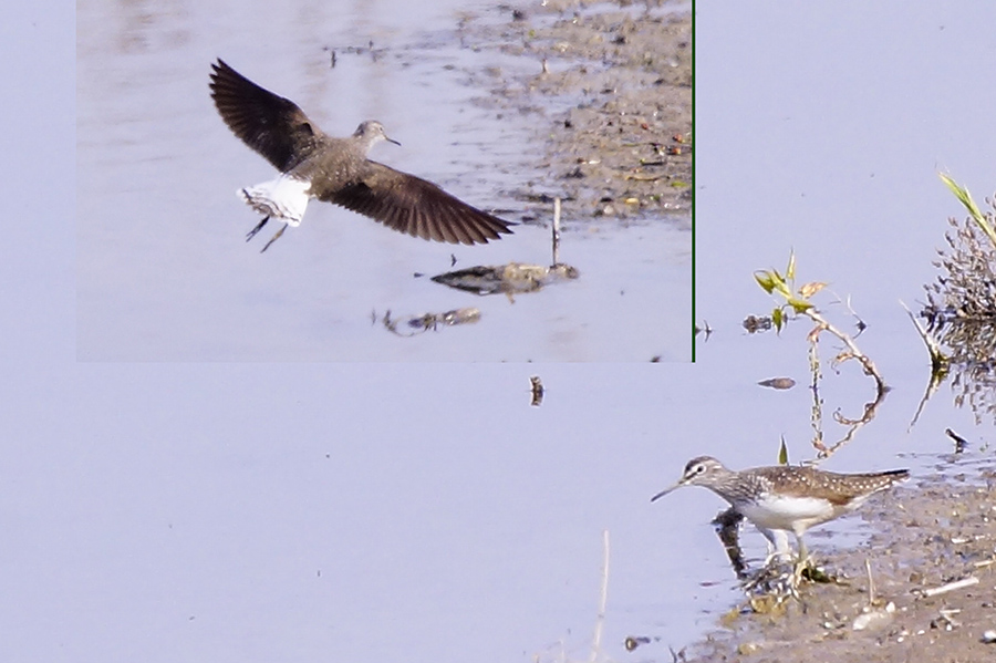 Orman düdükçünü