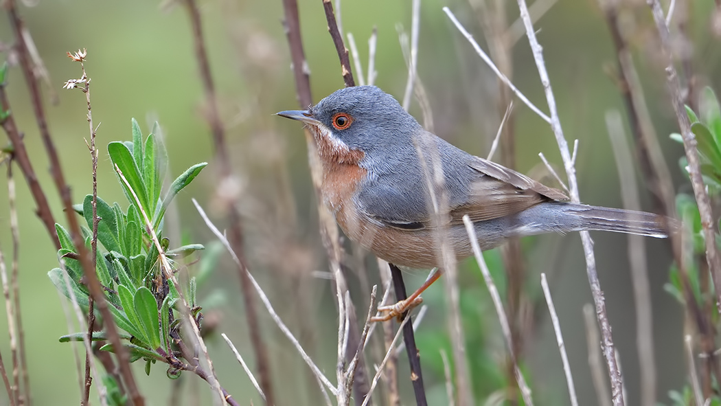 Bıyıklı ötleğen