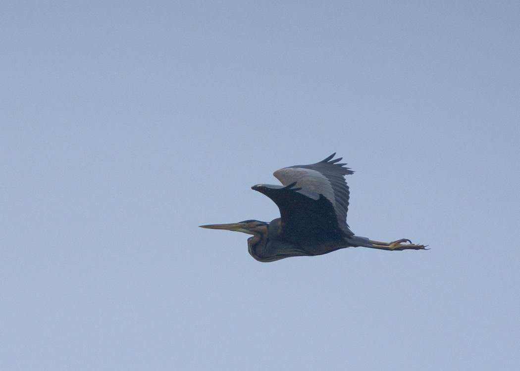 Erguvani balıkçıl