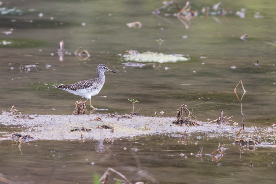 Orman düdükçünü