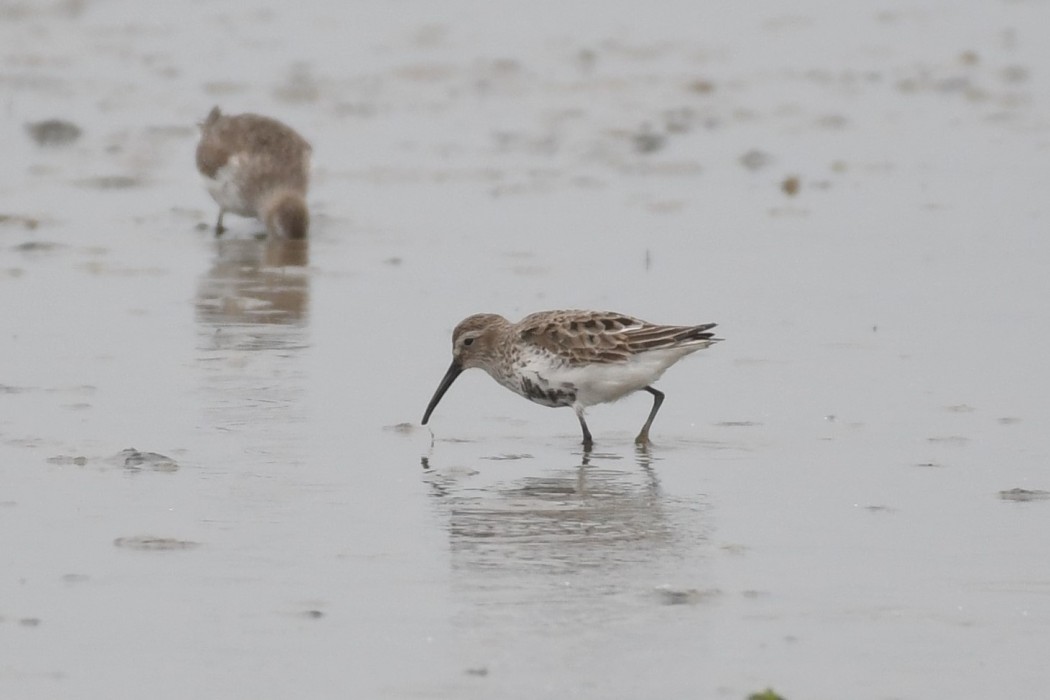 Karakarınlı kumkuşu