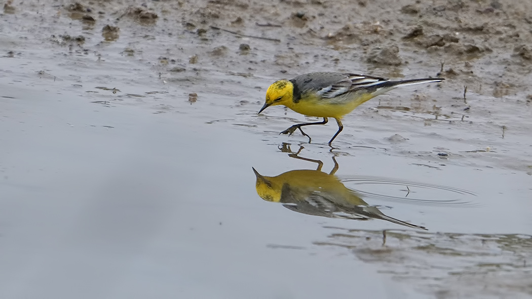 Sarıbaşlı kuyruksallayan