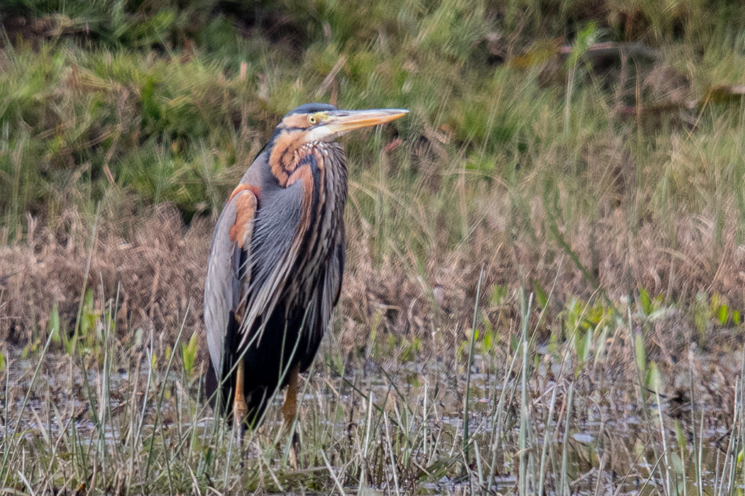 Erguvani balıkçıl