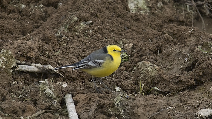 Sarıbaşlı kuyruksallayan