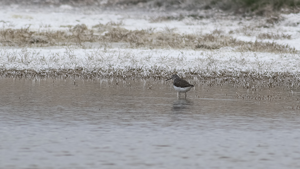 Orman düdükçünü