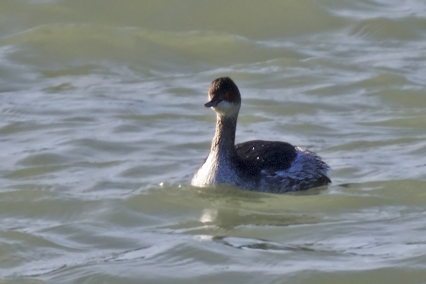 Karaboyunlu batağan