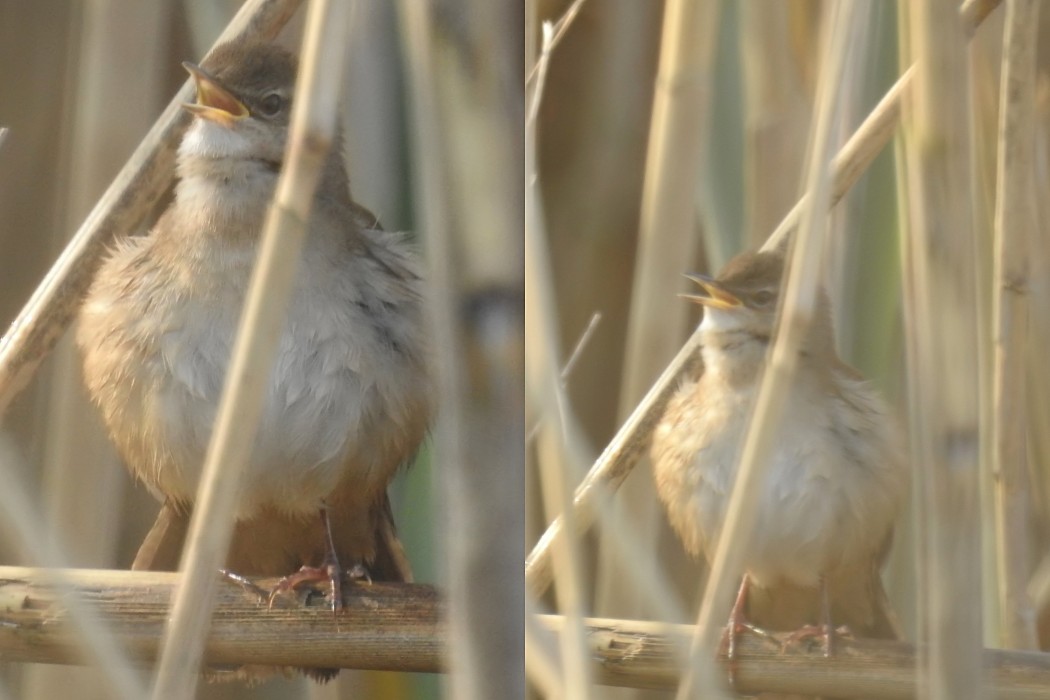 Bataklık kamışçını