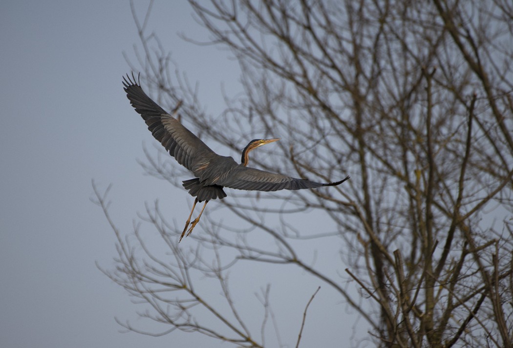 Erguvani balıkçıl