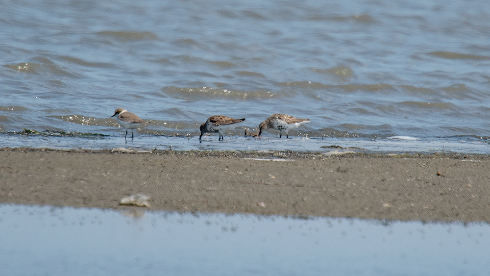 Karakarınlı kumkuşu