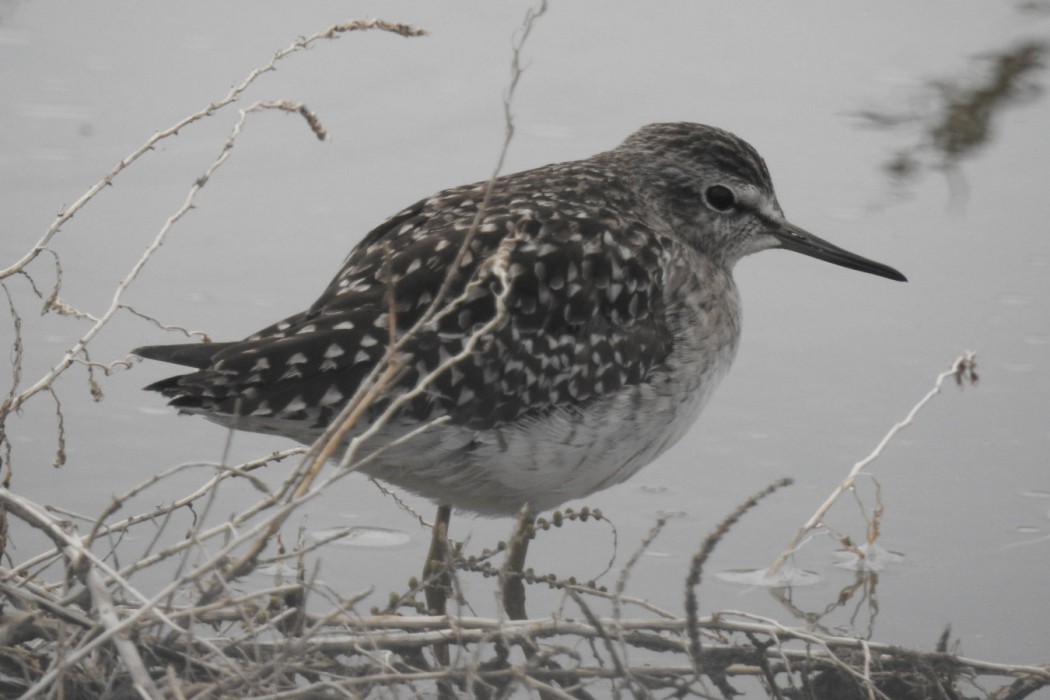 Orman düdükçünü