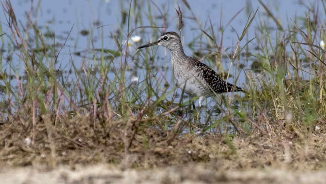 Orman düdükçünü