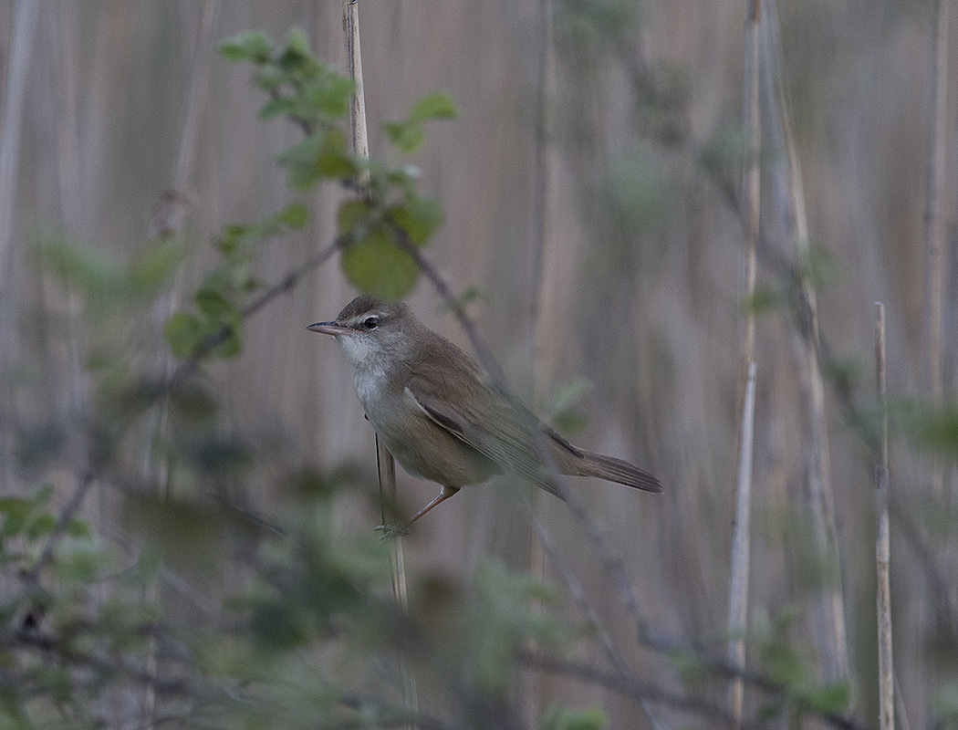 Büyük kamışçın