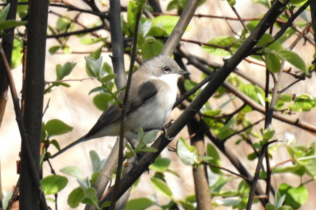 Küçük akgerdanlı ötleğen