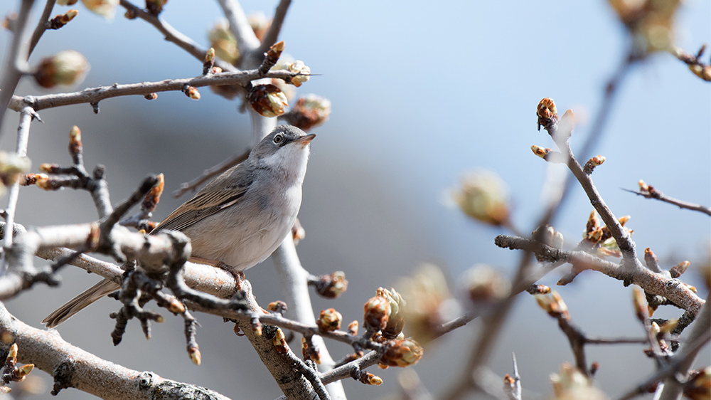 Akgerdanlı ötleğen