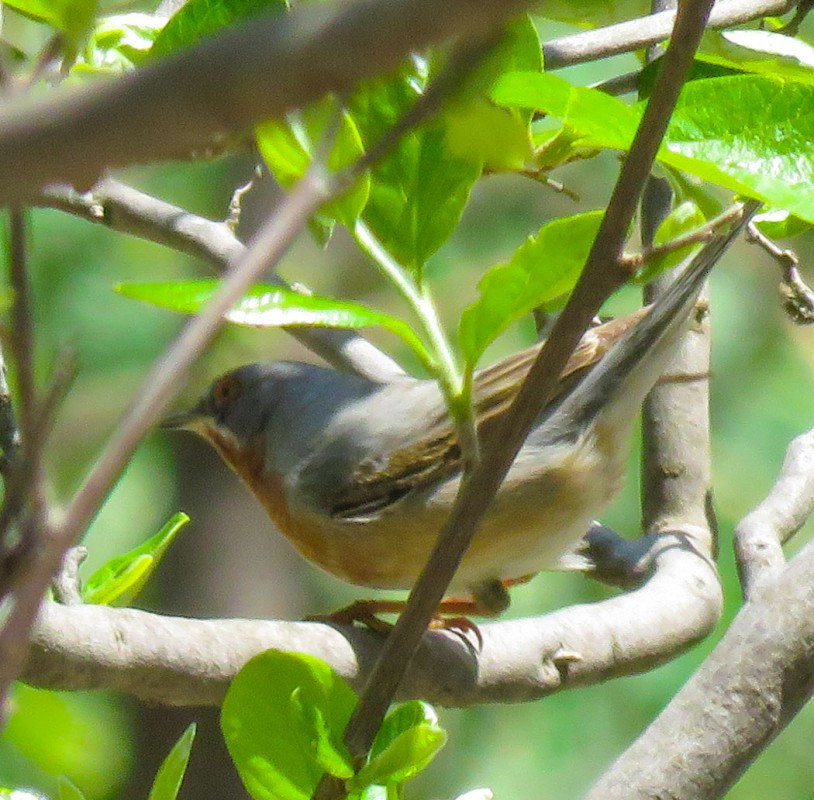Bıyıklı ötleğen