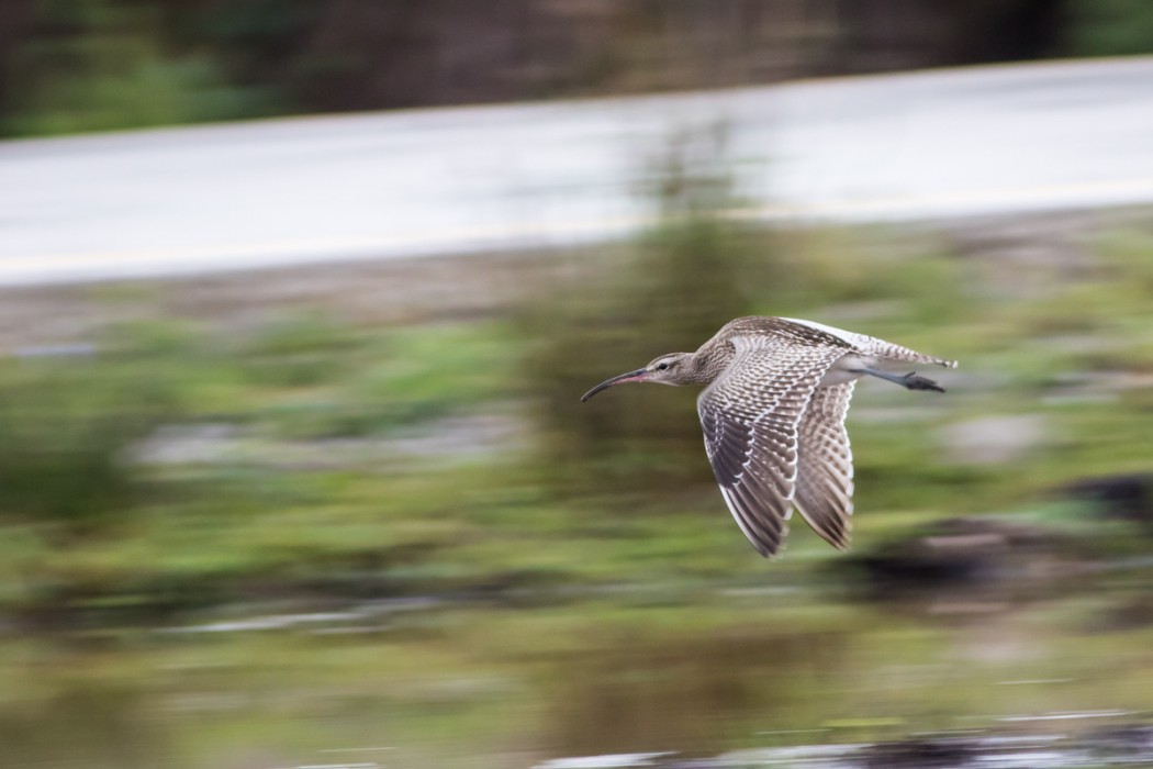 Sürmeli kervançulluğu